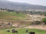 Wild Animal Park